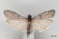 Cadra furcatella
