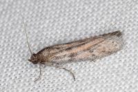Cadra furcatella
