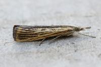 Agriphila inquinatella
