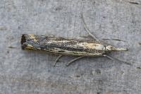 Agriphila inquinatella