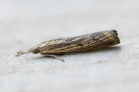 Agriphila inquinatella