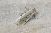 Pelosia muscerda