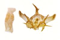 Euxoa decora simulatrix