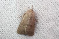 Hoplodrina blanda