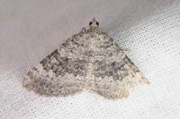 Scotopteryx octodurensis lozerae