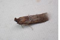 Uncinus obductellus