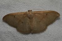 Idaea rubraria