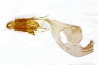 Dichagyris nigrescens