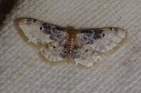 Idaea filicata