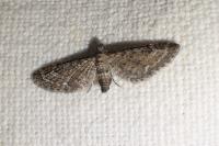 Eupithecia nanata