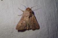Mythimna ferrago