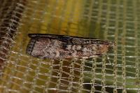 Dioryctria abietella