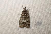 Eudonia mercurella
