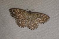 Scopula tessellaria