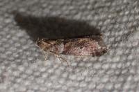 Acrobasis consociella/sodalella