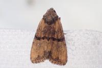 Mesoligia furuncula
