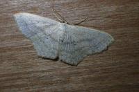 Scopula nigropunctata