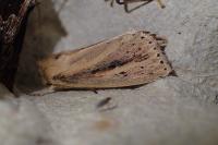 Globia sparganii