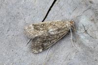 Parapoynx stratiotata