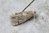 Parapoynx stratiotata