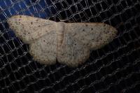 Scopula marginepunctata