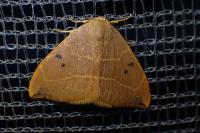 Watsonalla binaria