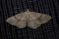 Adactylotis contaminaria