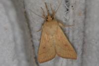 Mythimna vitellina