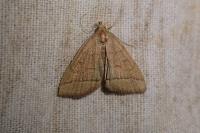Herminia tarsipennalis