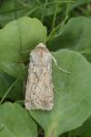 Agrotis ripae