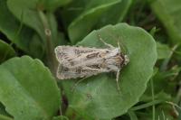 Agrotis vestigialis