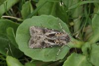 Agrotis vestigialis
