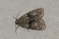 Cryphia algae