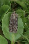 Euxoa eruta/nigrofusca/tritici