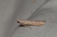 Lamoria zelleri