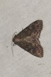 Mamestra brassicae