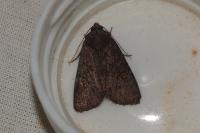 Mesapamea secalella/secalis