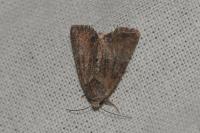 Mesoligia furuncula