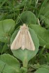 Mythimna litoralis
