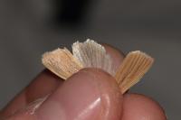 Mythimna impura