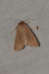 Mythimna impura