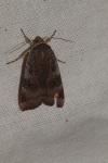 Noctua janthe