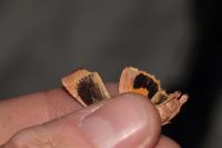 Noctua janthe