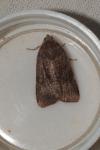 Noctua janthina