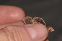 Noctua janthina