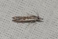 Platytes alpinella