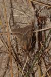 Synaphe punctalis