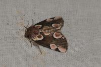 Thyatira batis