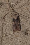 Agrotis puta