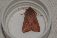 Mythimna albipuncta